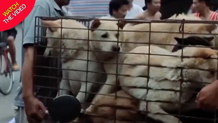 Shenzhen dogs porn in Desperation hits