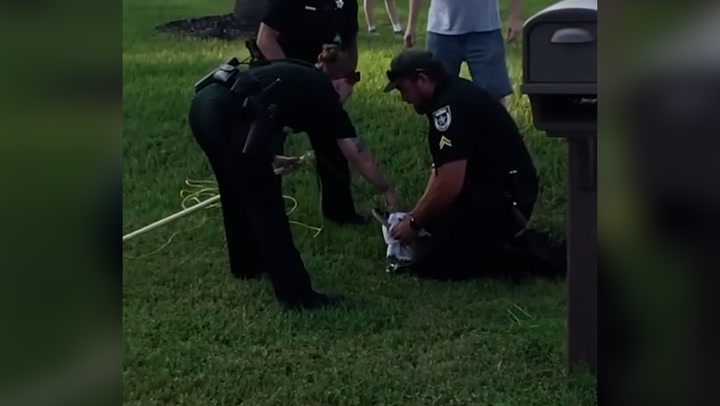 Five-foot alligator roaming residential area wrangled by police