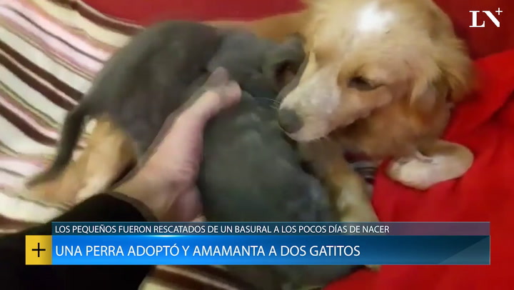 Una perra adoptó a dos gatitos abandonados recién nacidos, los amamanta y cría