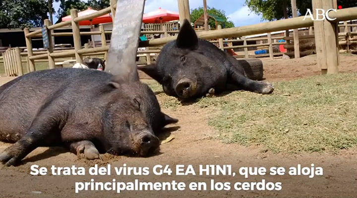 Ciencia: en China detectaron en porcinos un virus respiratorio - Fuente: ABC Sociedad