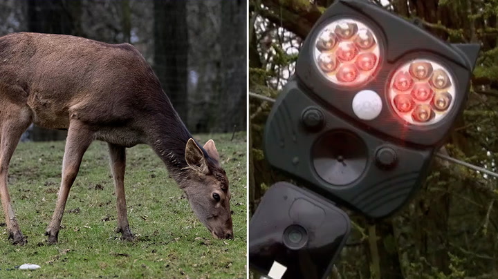 AI used to deter deer from train tracks this Christmas