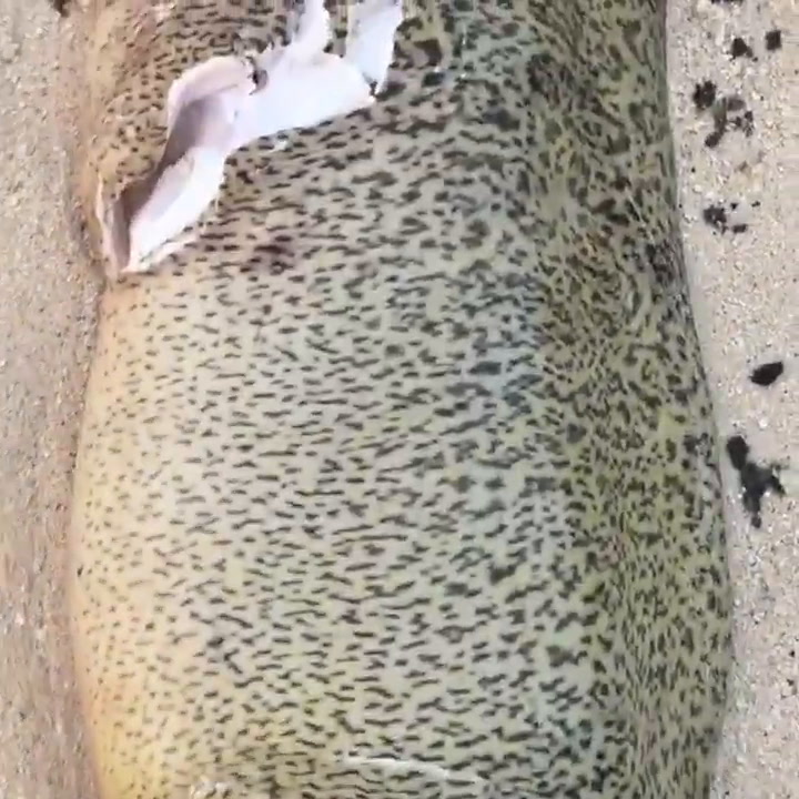Una anguila intentó comerse a un pez globo y encontró el peor final