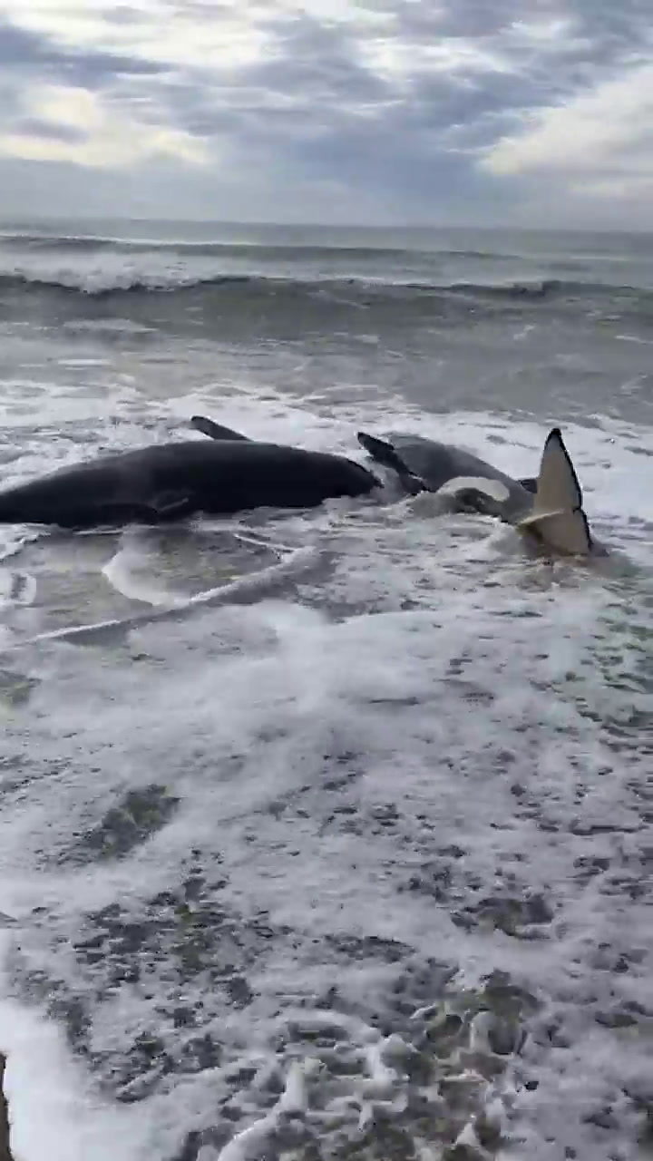 Hay siete ballenas encajadas frente a la costa entre Santa Clara del Mar y Mar de Cobo