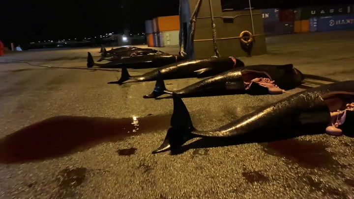 52 more dolphins slaughtered in Faroe Islands days after 1,400 killed