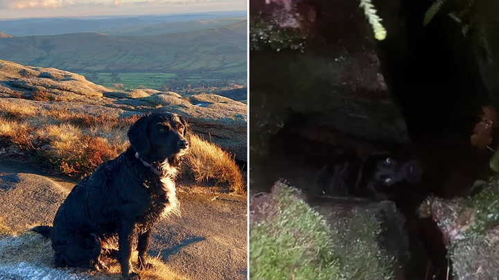 Moment lost labrador found down a 15ft hole in the Peak District