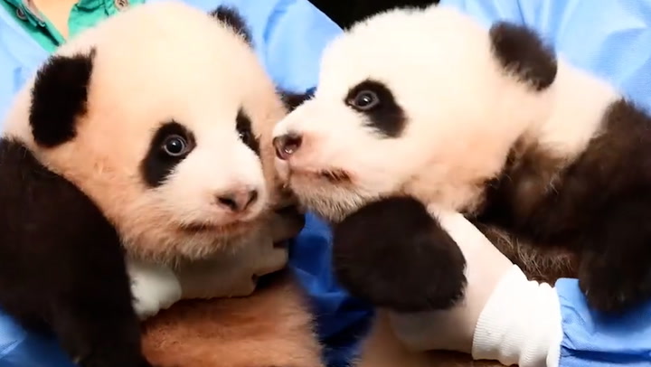 Twin pandas born in South Korea appear in public for first time