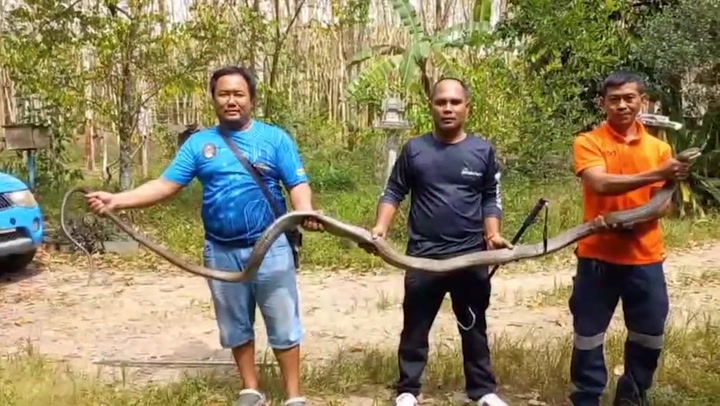 King cobra caught hiding behind family's house caught in Thailand