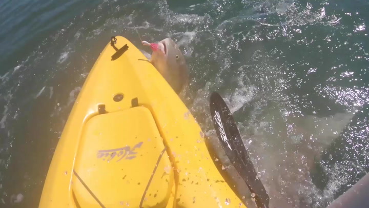 8ft bull shark rams kayaker's boat