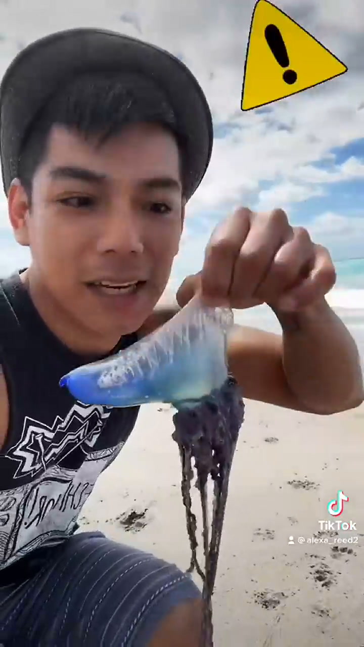 Video: lamió una criatura marina sin saber que era la carabela portuguesa letal - Fuente: TikTok