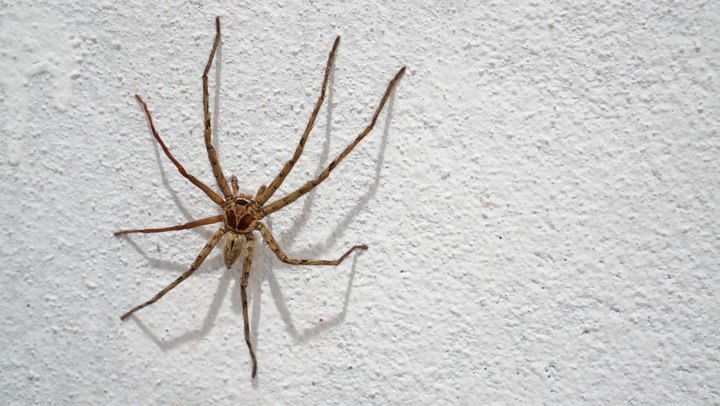 A Few Fun Facts About The Common House Spider In Indianapolis
