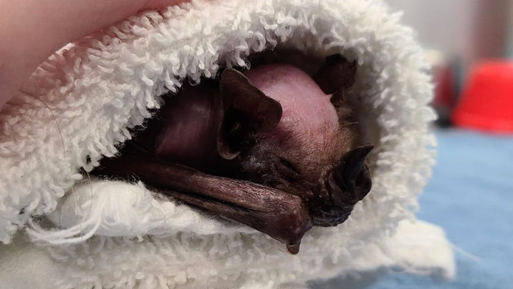 29-year-old bat living dream life after fleeing research lab