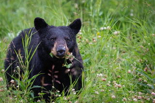 Les ours sortent de leur tanière et ils ont faim. Comment les éviter?