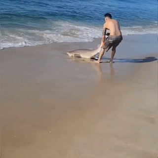 La lucha de un hombre con un tiburón en una playa de Nueva York