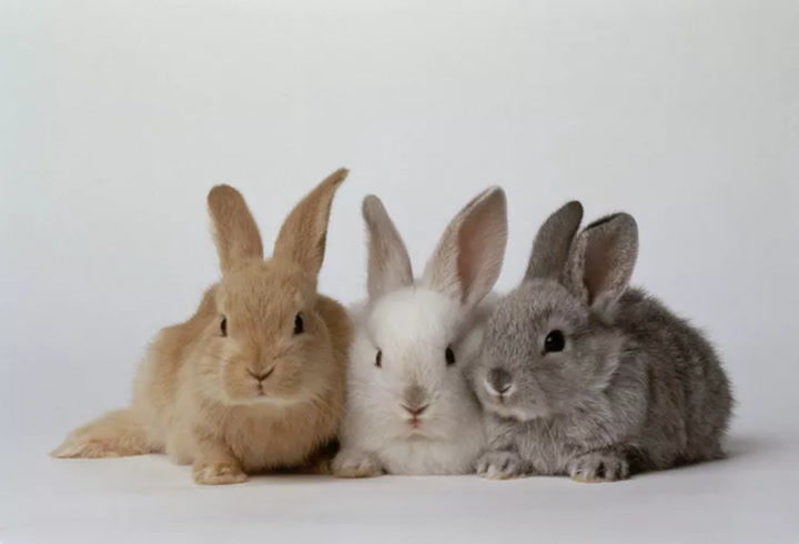 Our Favorite Bunny Names For Your