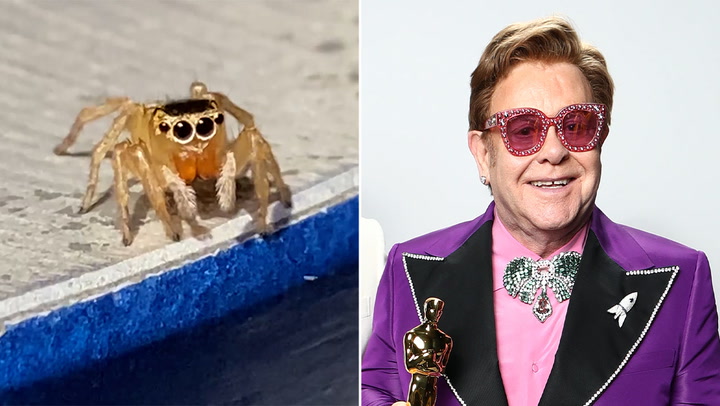 Spider that looks like Elton John plays imaginary piano