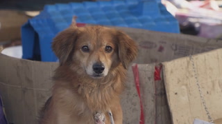 Makeshift shelter saves hundreds of dogs as floods devastate Brazil
