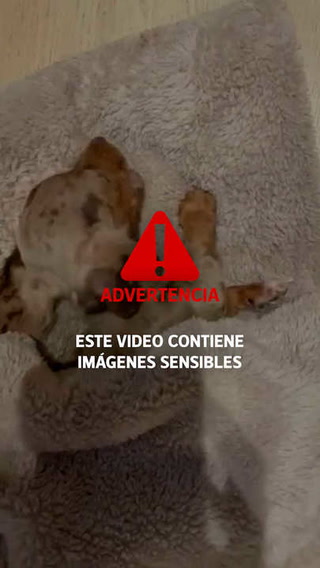 Imágenes sensibles: trágica agonía de un perro salchicha y denuncia a criaderos de perros