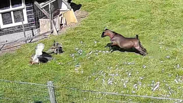 Dramatic footage shows heroic moment goat saves chicken from hawk