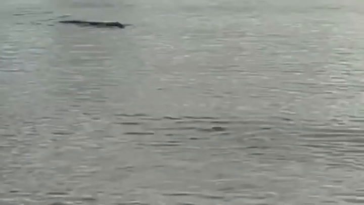 Graban el momento en que un cocodrilo se come dos tiburones - Fuente: YouTube