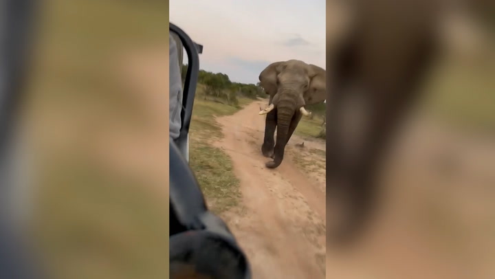 Moment 10,000lb elephant charges safari in South Africa