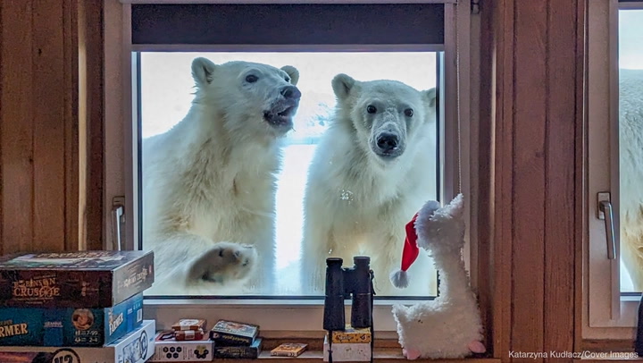 Meteorologist Working In The Arctic Greeted By A Family Of Polar Bears Peering Through Her Window
