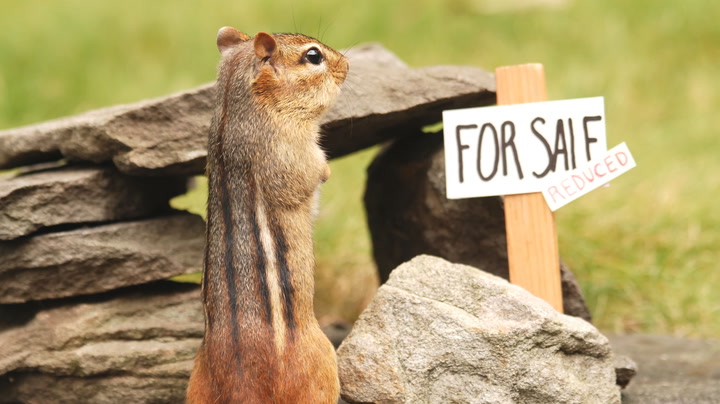 How To Trap Chipmunks 