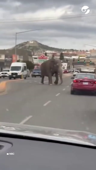 Un elefante se escapó de un zoológico y deambuló por las calles de Montana, Estados Unidos
