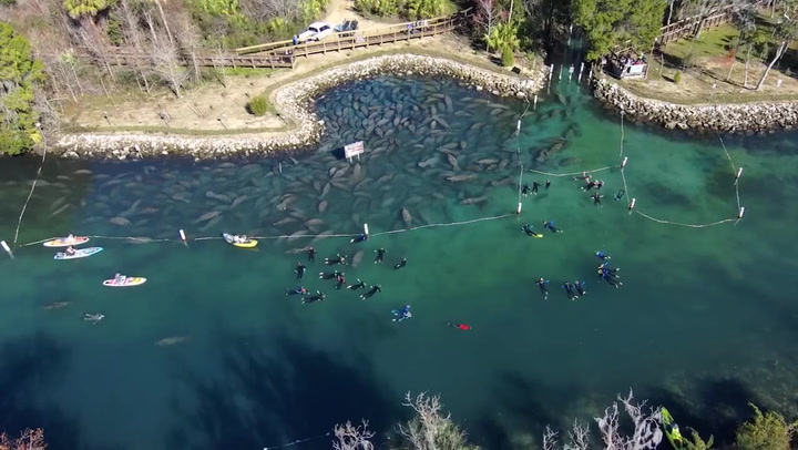 Manatee Spectacle Unveiled: Hundreds Seek Refuge in Three Sister Springs Amidst Chilly Waters in Crystal River, FL, USA