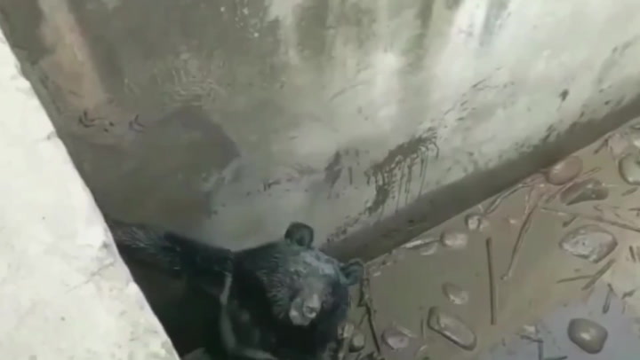 Bear freed by villagers after falling 10ft into empty water tank