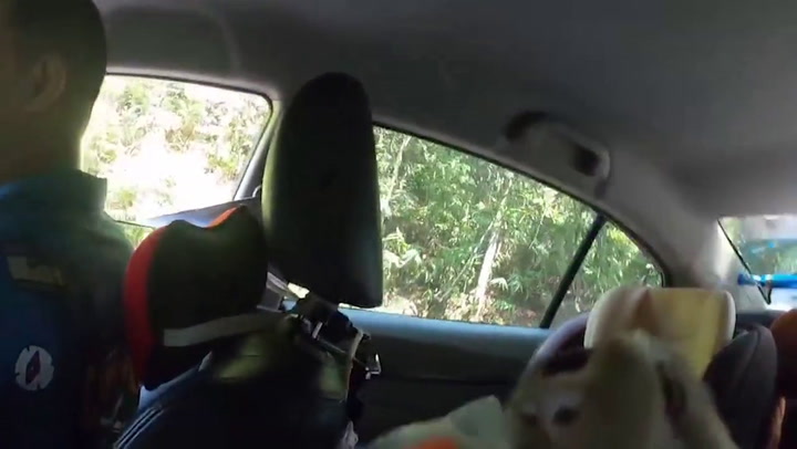 Brazen monkey climbs inside moving car to steal food
