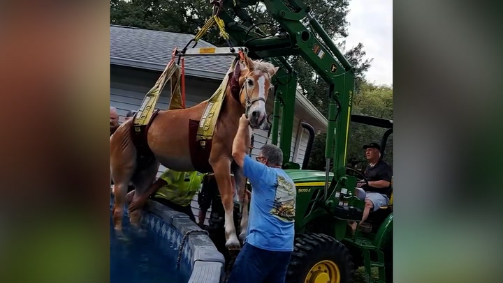 Horse rescued after becoming spooked and jumping into swimming pool