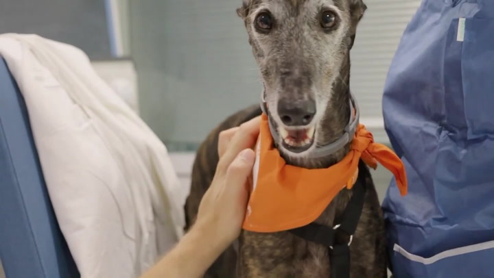 Spanish hospital introduces dogs in ICUs to improve patients' emotional well-being