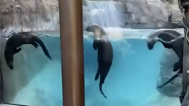 Giant otters perform synchronised swimming routine