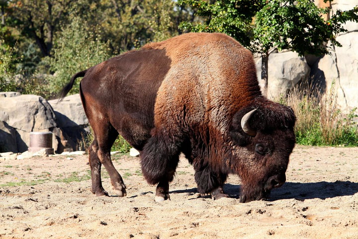Bison Becomes . National Mammal: Why They Even Exist | Time