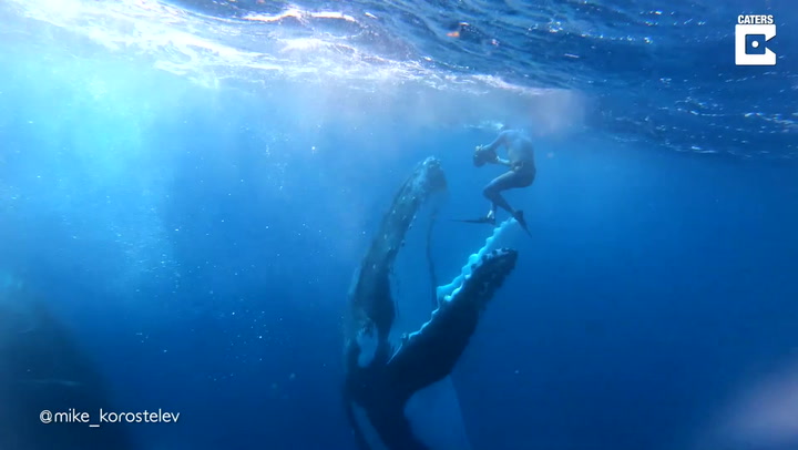 Humpback whales surround divers in extremely close encounter