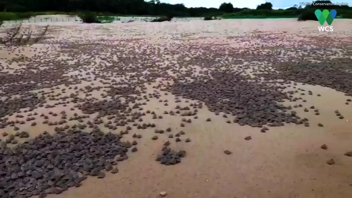 Thousands of baby turtles emerge from nests along Brazil-Bolivia border
