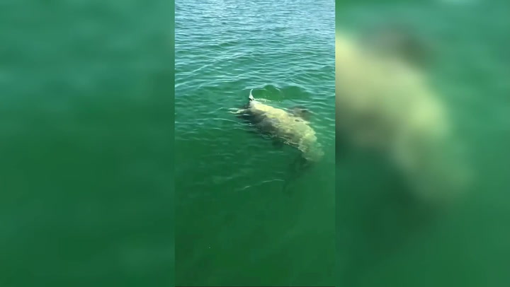 Giant fish takes down shark in incredible video