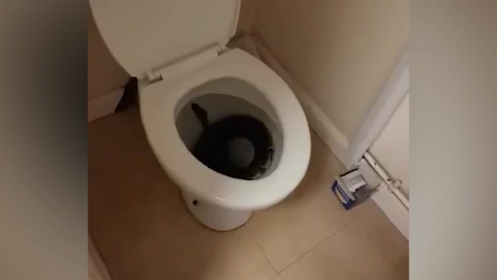 xxx dinanan pooping toilet voyeur
