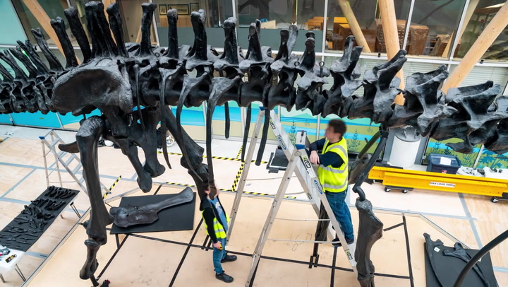 85ft dinosaur skeleton Dippy gets assembled at Coventry Museum