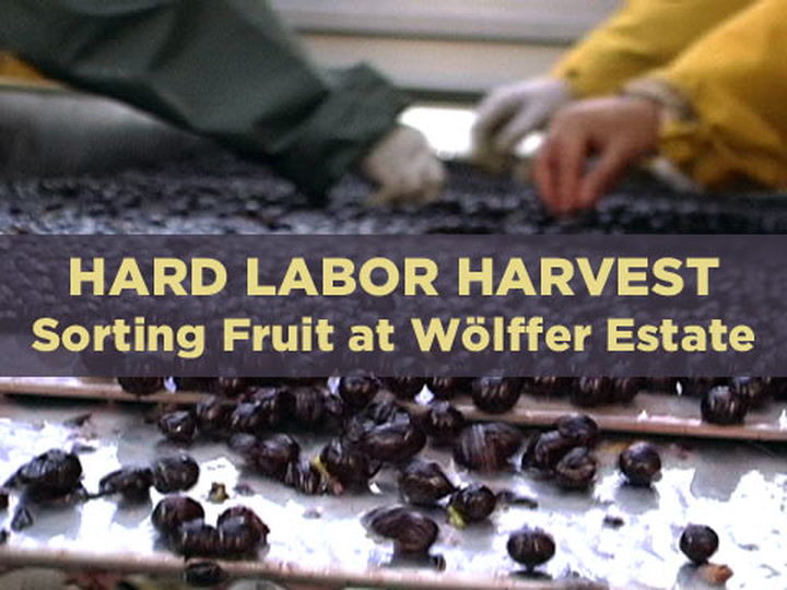 Hard Labor 4: Sorting Grapes