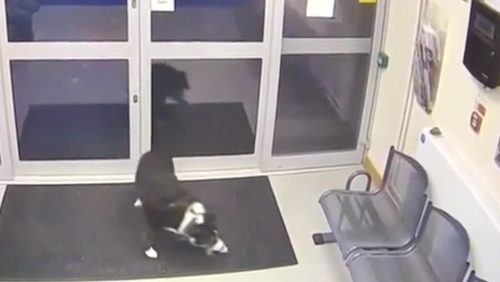 Lost dog hands herself into police station after going missing on walk