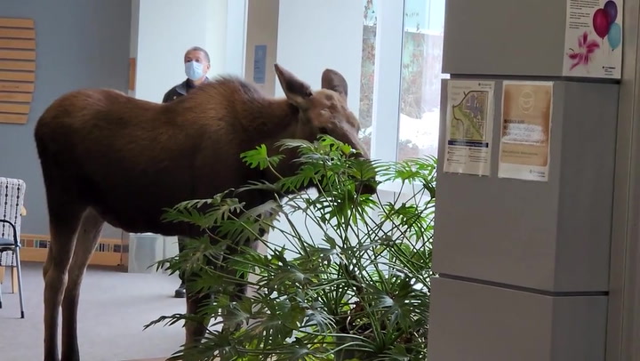 Hungry moose strolls into Alaska hospital, eats one of the plants