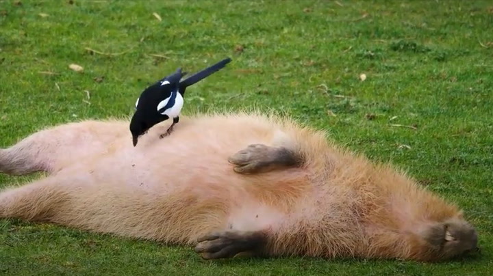 Capybara gets a new hairstyle from his magpie friend