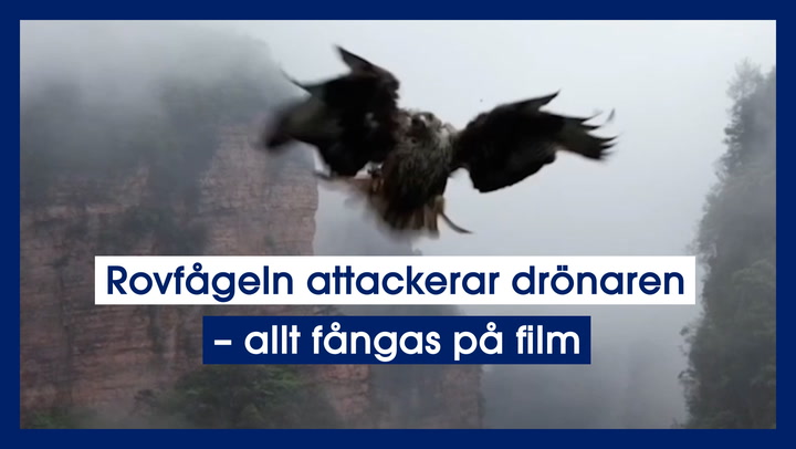 Rovfågeln attackerar drönaren – allt fångas på film