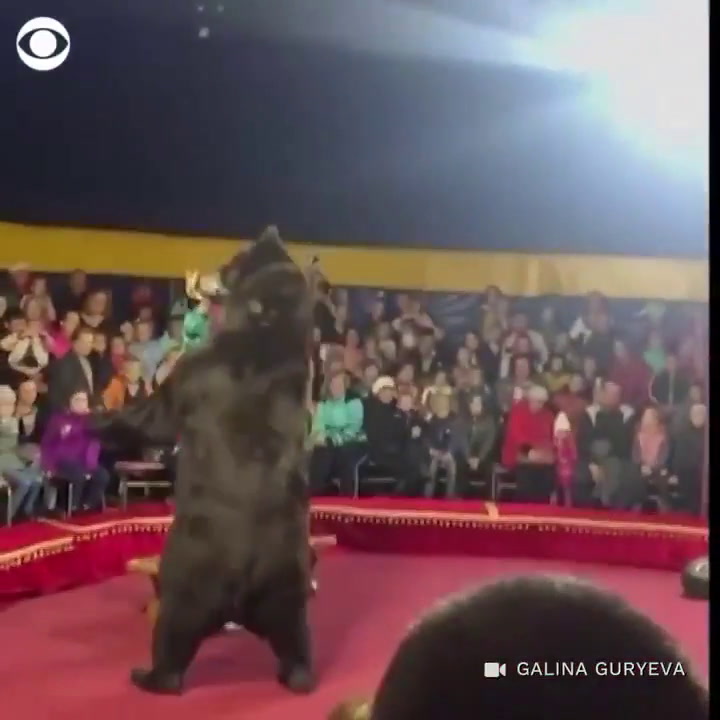 El dramático ataque de un oso a su domador en un circo en Rusia - Gentileza: CBS News