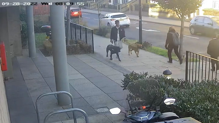 CCTV shows dog that mauled 11-year-old girl as she walked to school