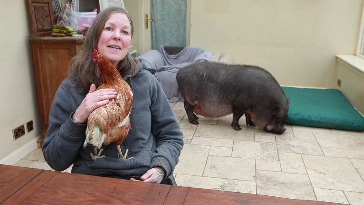 Giant house pig and hen form friendship amid avian flu ‘flockdown’