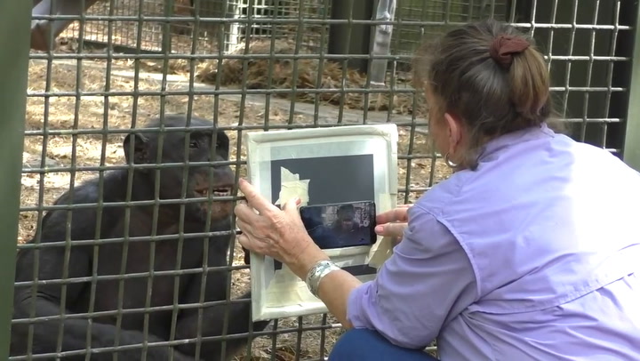 Chimpancés reaccionan a verse frente al espejo