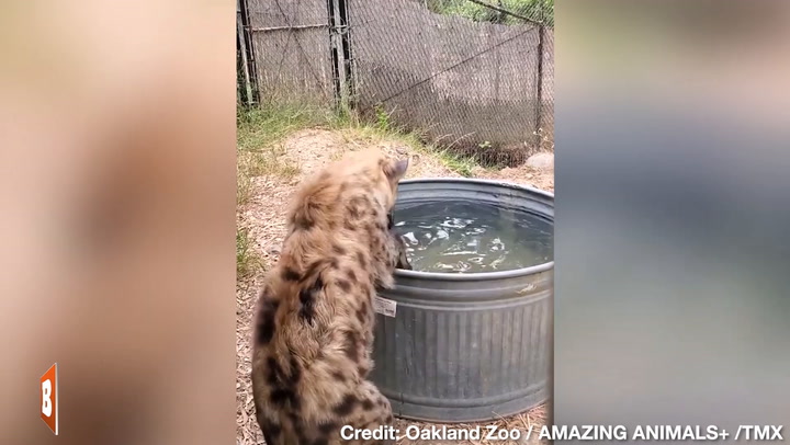 Bobbing for... Watermelons? Hyena Goes All Out at Oakland Zoo