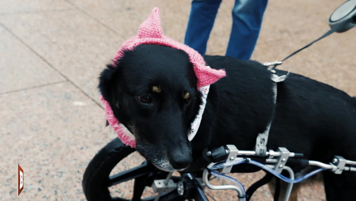 Pooch in a Pussyhat: Disabled Dog at Leftist Women's March